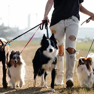 Genotipificación Caninos